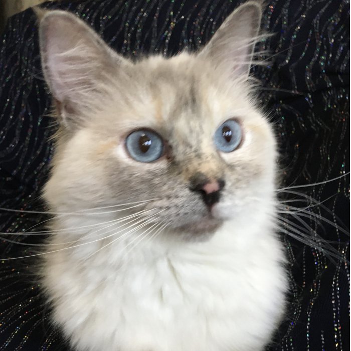 Picture of Queen Bluebelle