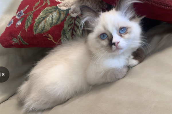 Picture of SOLD to Shawnna - Bristol