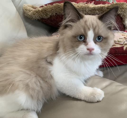 Picture of Bryn - SOLD TO LESLIE