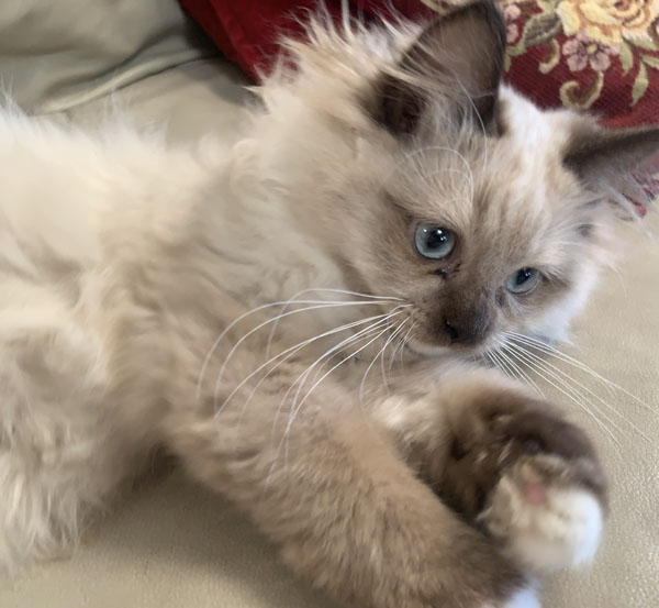 Picture of SOLD TO TERRI Chocolate Truffle