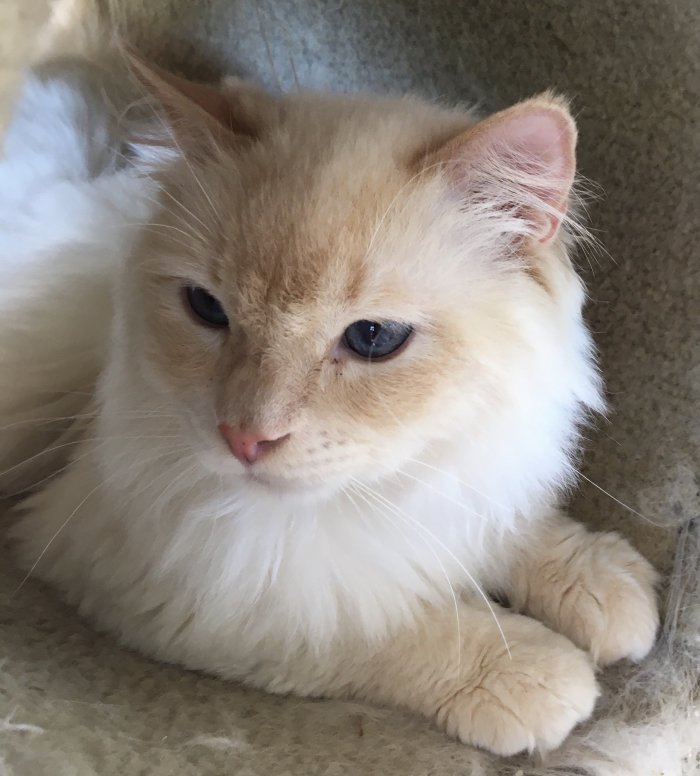 Picture of Creme Brulee