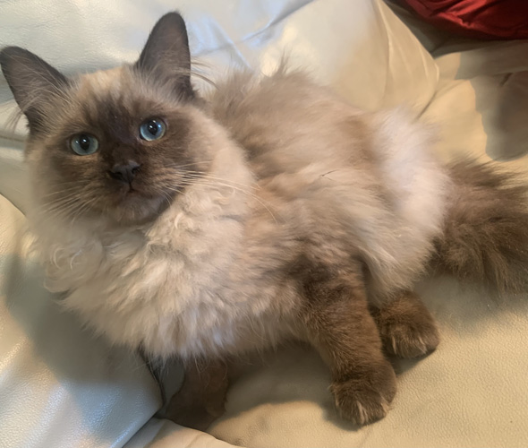 Picture of Queen Godiva