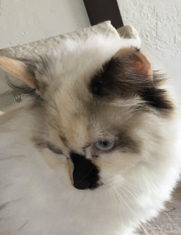 Picture of Queen Jazzmin Jewel