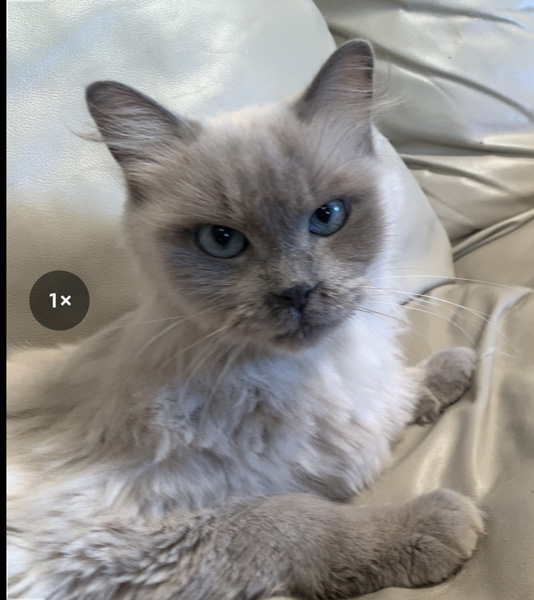 Picture of Queen Mystic