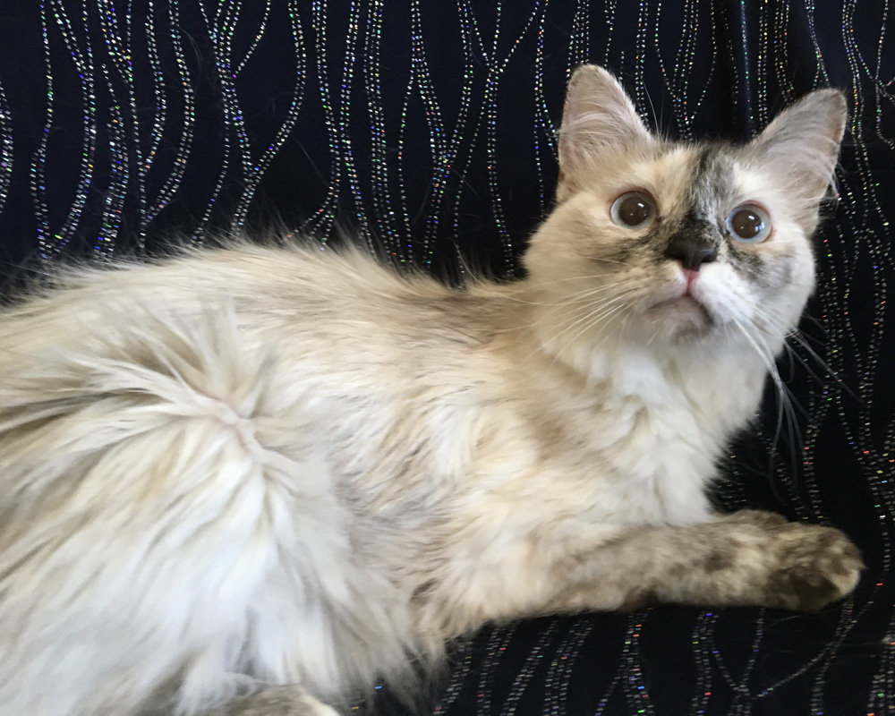 Picture of Queen Peony Promise