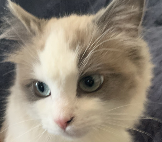 Picture of Queen Peppermint Patty