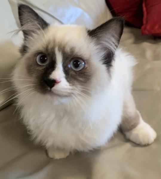 Picture of Sebastian