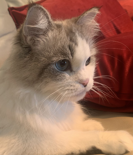 Picture of Queen Victoria