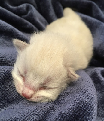 Two Day Old Kitten