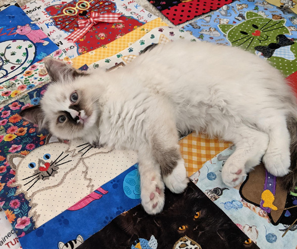 A Quilt of Many Cats