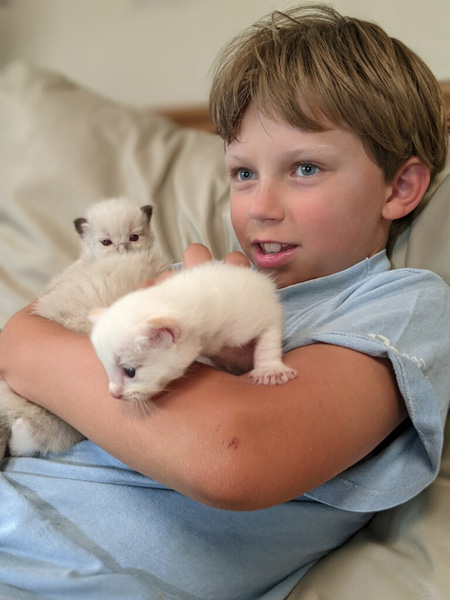 Kitten Socialization