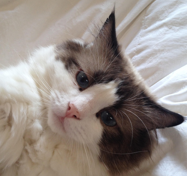 A Mature Seal Bi-Color