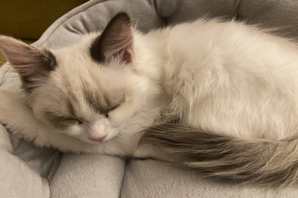 A Sweet Tortie Girl - Comfortable in her forever H