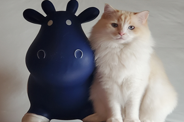 A mature Flame Point