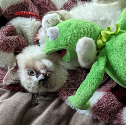 Kermit and Ragdoll