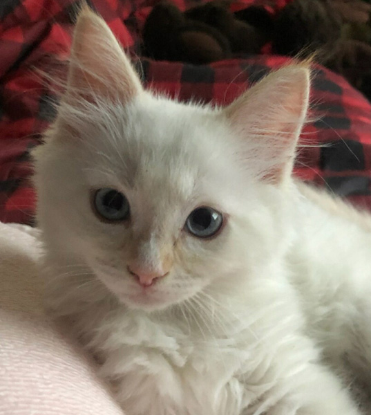 A Flame in his New Home