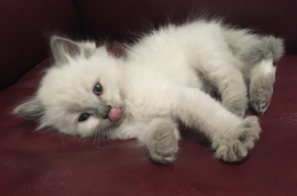 Just a Cute Kitten Expression