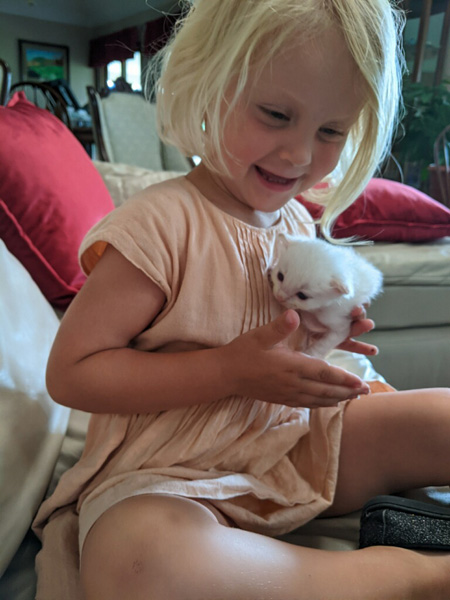 More Kitten Socialization