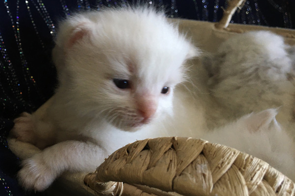 Just considering the options