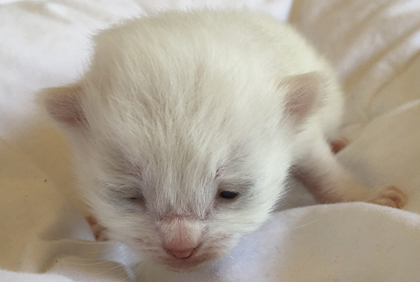 10 days -- eyes beginning to open