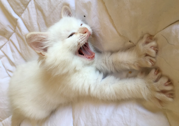 The Big Yawn