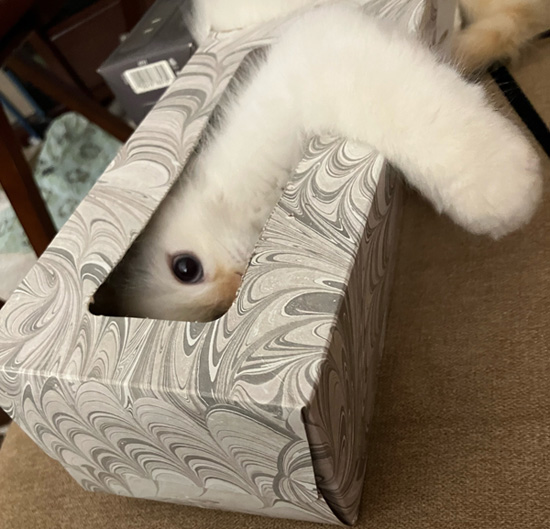 Tissue Box Capers